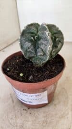 ASTROPHYTUM MYRIOSTIGMA "Fukuryu" Nº 992 – vaso 11 - Imagem 11