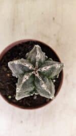 ASTROPHYTUM MYRIOSTIGMA "Fukuryu" Nº 992 – vaso 11 - Imagem 10