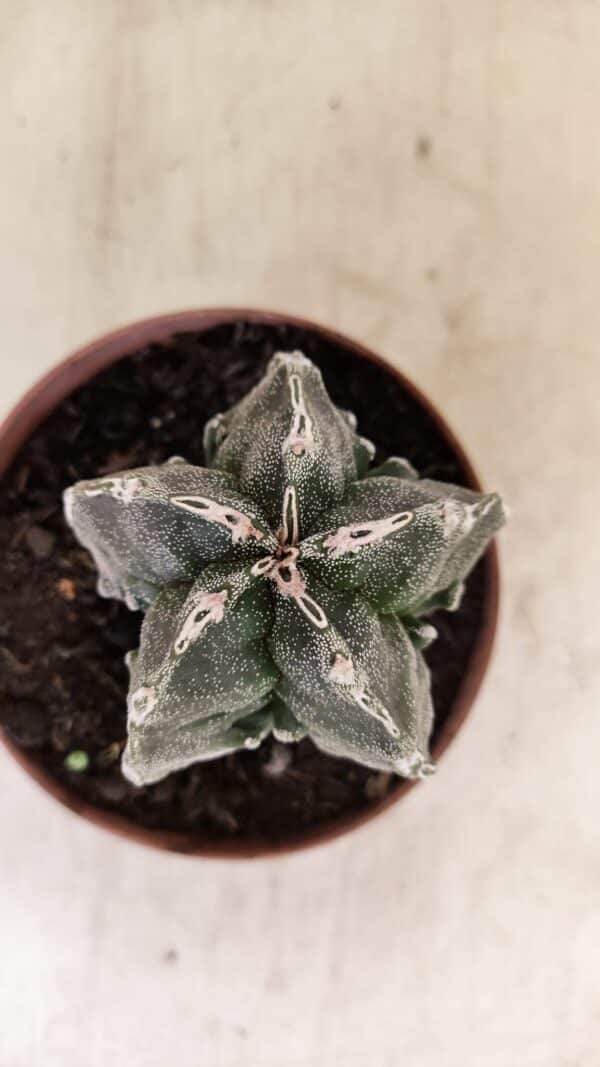 ASTROPHYTUM MYRIOSTIGMA "Fukuryu"  Nº 992 – vaso 11 - Imagem 10
