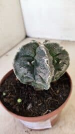 ASTROPHYTUM MYRIOSTIGMA "Fukuryu" Nº 992 – vaso 11 - Imagem 9