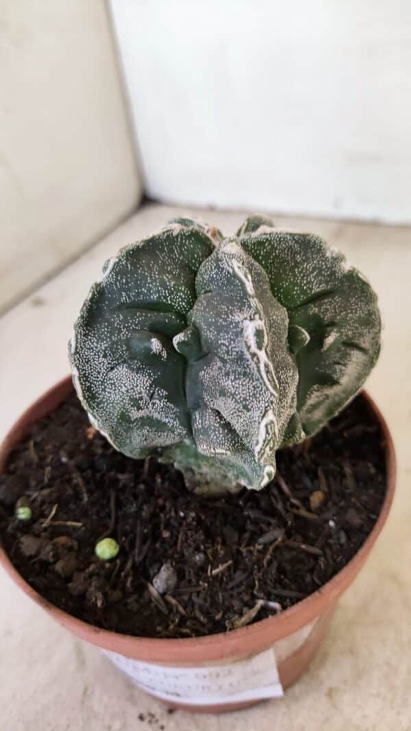 ASTROPHYTUM MYRIOSTIGMA "Fukuryu"  Nº 992 – vaso 11 - Imagem 9