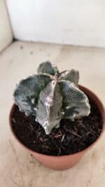 ASTROPHYTUM MYRIOSTIGMA "Fukuryu" Nº 992 – vaso 11 - Imagem 8