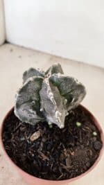 ASTROPHYTUM MYRIOSTIGMA "Fukuryu" Nº 992 – vaso 11 - Imagem 7