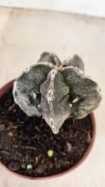 ASTROPHYTUM MYRIOSTIGMA "Fukuryu" Nº 992 – vaso 11 - Imagem 6