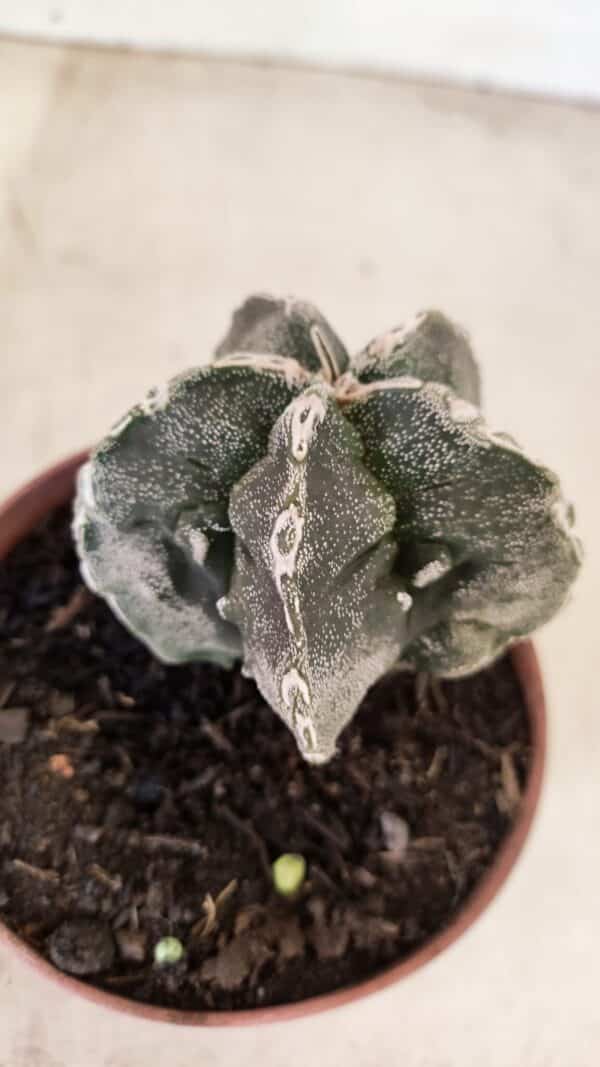 ASTROPHYTUM MYRIOSTIGMA "Fukuryu"  Nº 992 – vaso 11 - Imagem 6