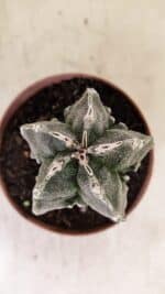 ASTROPHYTUM MYRIOSTIGMA "Fukuryu" Nº 992 – vaso 11 - Imagem 3