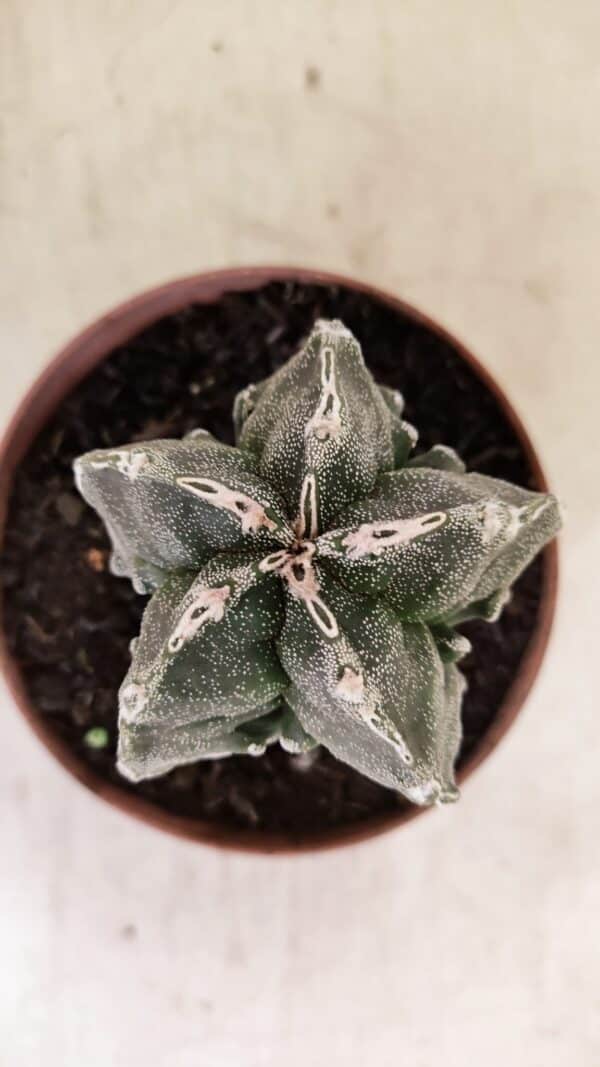ASTROPHYTUM MYRIOSTIGMA "Fukuryu"  Nº 992 – vaso 11 - Imagem 3