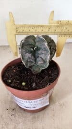 ASTROPHYTUM MYRIOSTIGMA "Fukuryu" Nº 992 – vaso 11 - Imagem 4