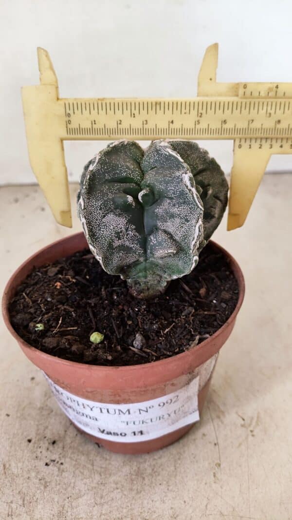 ASTROPHYTUM MYRIOSTIGMA "Fukuryu"  Nº 992 – vaso 11 - Imagem 4