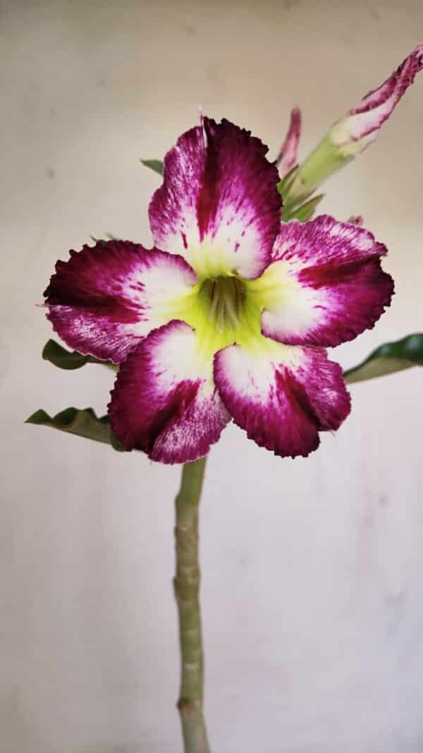 Planta Simples 3163 – 35cm – 03 anos - Imagem 1