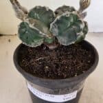 MATRIZ ASTROPHYTUM cv KIKKO "Bicéfalo"  Nº 1029 – vaso 15