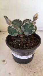 ASTROPHYTUM cv KIKKO "Bicéfalo"  Nº 1029 – vaso 15