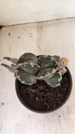 ASTROPHYTUM cv KIKKO "Bicéfalo"  Nº 1029 – vaso 15 - Imagem 8