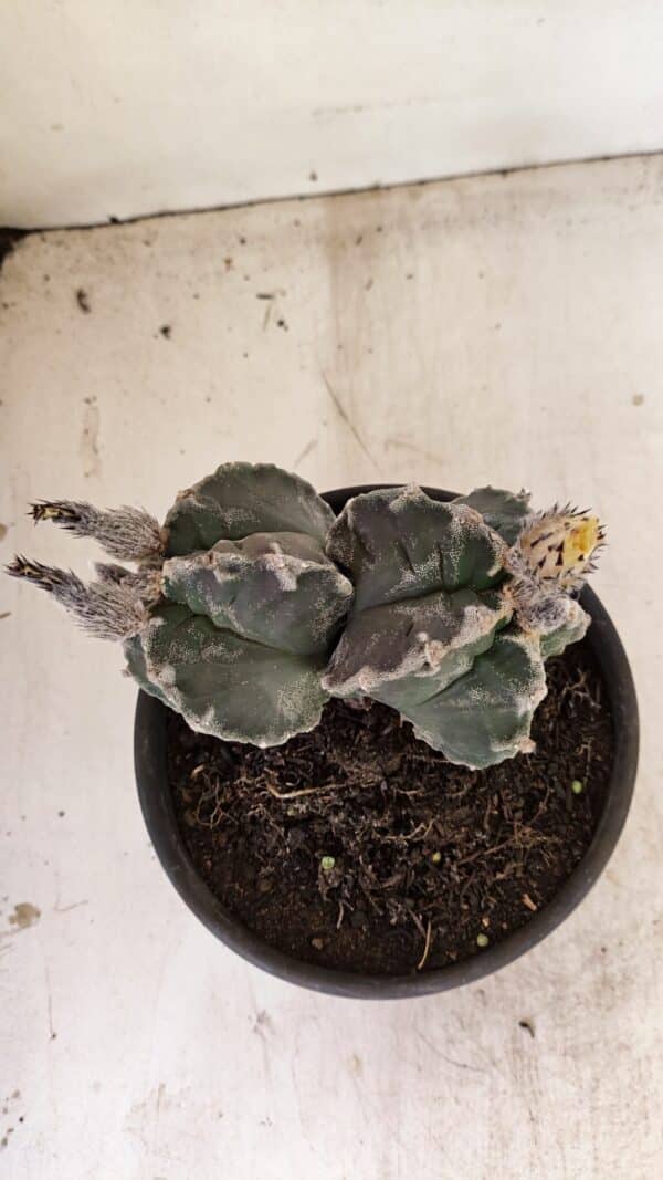 ASTROPHYTUM cv KIKKO "Bicéfalo"  Nº 1029 – vaso 15 - Imagem 8