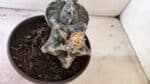 ASTROPHYTUM cv KIKKO "Bicéfalo"  Nº 1029 – vaso 15 - Imagem 7