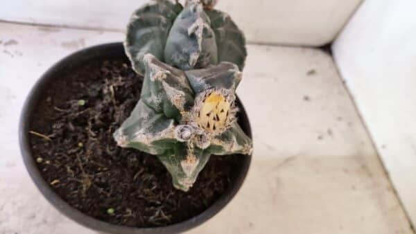 ASTROPHYTUM cv KIKKO "Bicéfalo"  Nº 1029 – vaso 15 - Imagem 7
