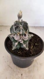 ASTROPHYTUM cv KIKKO "Bicéfalo"  Nº 1029 – vaso 15 - Imagem 3