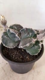 ASTROPHYTUM cv KIKKO "Bicéfalo"  Nº 1029 – vaso 15 - Imagem 6