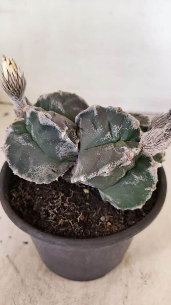 ASTROPHYTUM cv KIKKO "Bicéfalo"  Nº 1029 – vaso 15 - Imagem 6