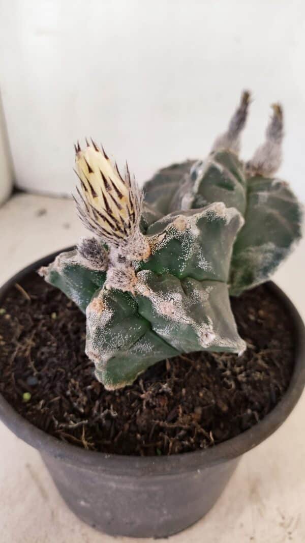 ASTROPHYTUM cv KIKKO "Bicéfalo"  Nº 1029 – vaso 15 - Imagem 5