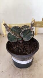 ASTROPHYTUM cv KIKKO "Bicéfalo"  Nº 1029 – vaso 15 - Imagem 4