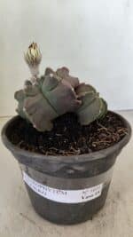 ASTROPHYTUM cv KIKKO "Bicéfalo"  Nº 1031 – vaso 15 - Imagem 2