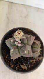 ASTROPHYTUM cv KIKKO "Bicéfalo"  Nº 1031 – vaso 15 - Imagem 10