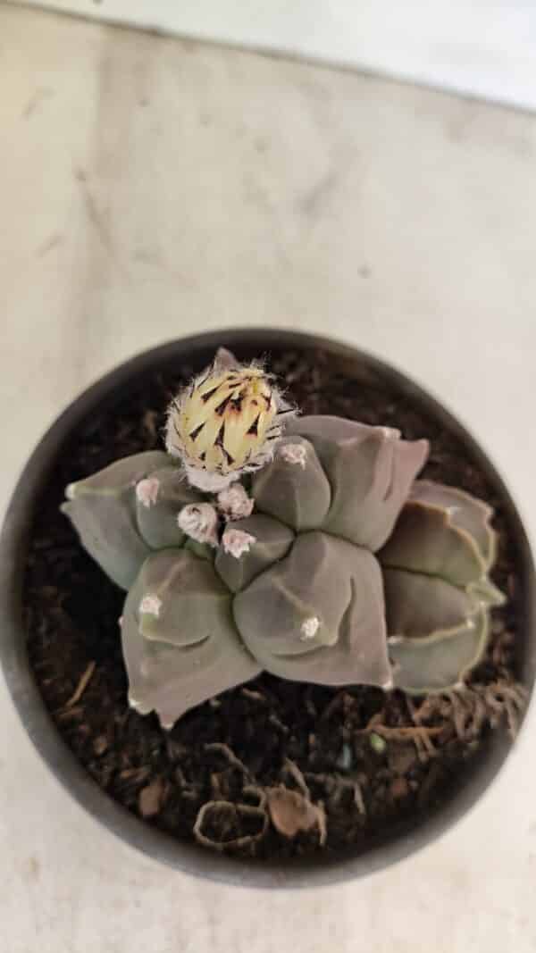 ASTROPHYTUM cv KIKKO "Bicéfalo"  Nº 1031 – vaso 15 - Imagem 10