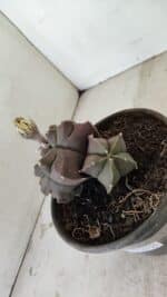 ASTROPHYTUM cv KIKKO "Bicéfalo"  Nº 1031 – vaso 15 - Imagem 9