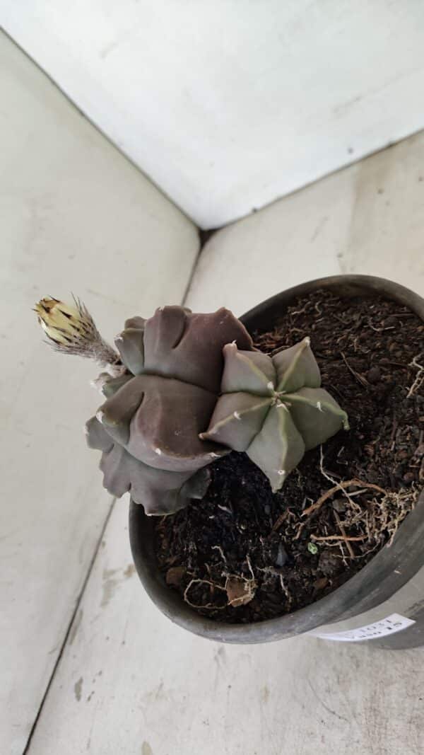 ASTROPHYTUM cv KIKKO "Bicéfalo"  Nº 1031 – vaso 15 - Imagem 9