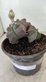 ASTROPHYTUM cv KIKKO "Bicéfalo"  Nº 1031 – vaso 15 - Imagem 8