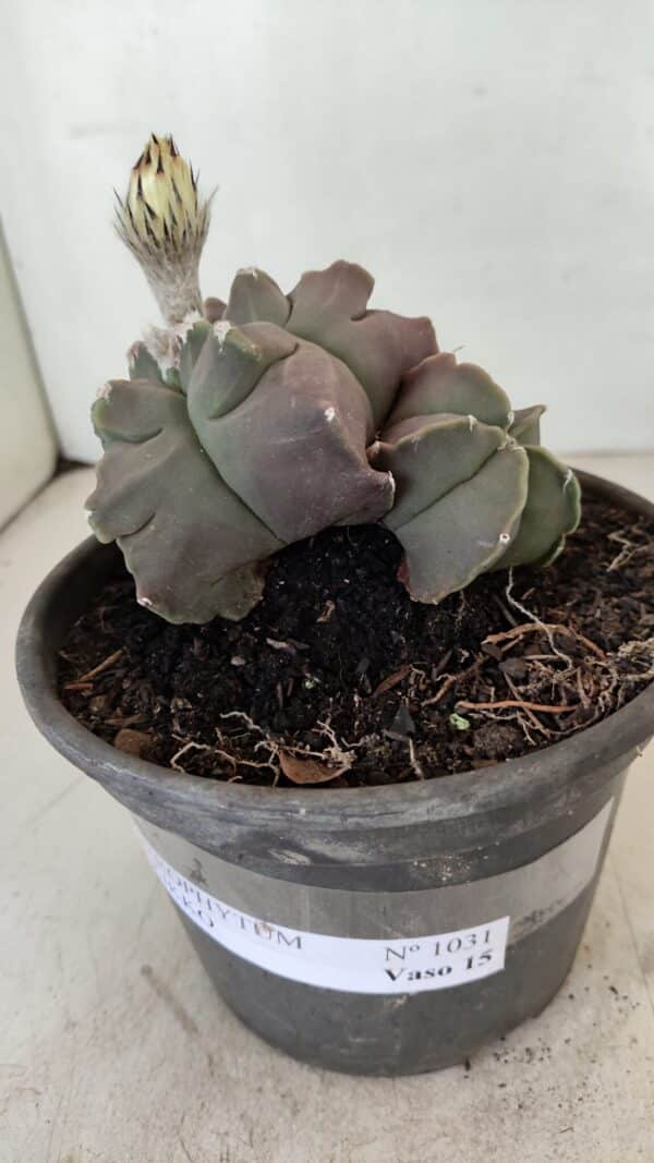 ASTROPHYTUM cv KIKKO "Bicéfalo"  Nº 1031 – vaso 15 - Imagem 8