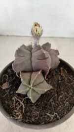 ASTROPHYTUM cv KIKKO "Bicéfalo"  Nº 1031 – vaso 15 - Imagem 6