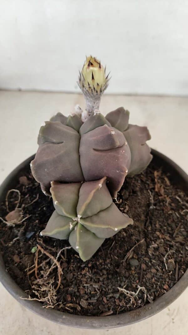 ASTROPHYTUM cv KIKKO "Bicéfalo"  Nº 1031 – vaso 15 - Imagem 6