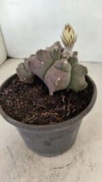 ASTROPHYTUM cv KIKKO "Bicéfalo"  Nº 1031 – vaso 15 - Imagem 7