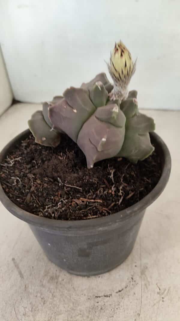 ASTROPHYTUM cv KIKKO "Bicéfalo"  Nº 1031 – vaso 15 - Imagem 7