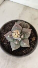 ASTROPHYTUM cv KIKKO "Bicéfalo"  Nº 1031 – vaso 15 - Imagem 3