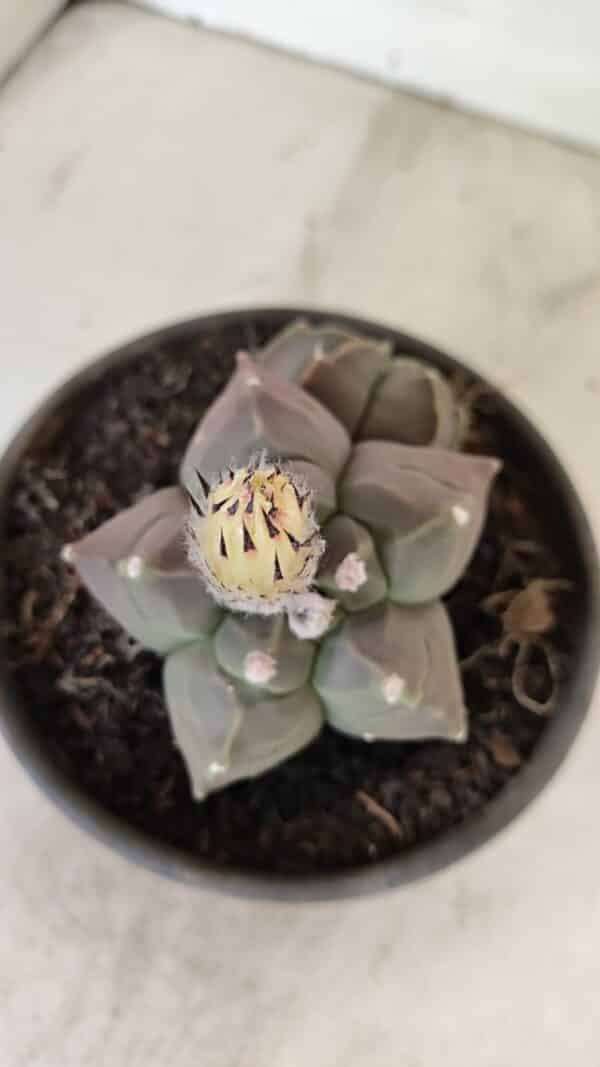 ASTROPHYTUM cv KIKKO "Bicéfalo"  Nº 1031 – vaso 15 - Imagem 3