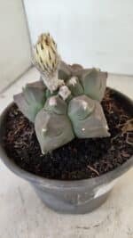 ASTROPHYTUM cv KIKKO "Bicéfalo"  Nº 1031 – vaso 15 - Imagem 5