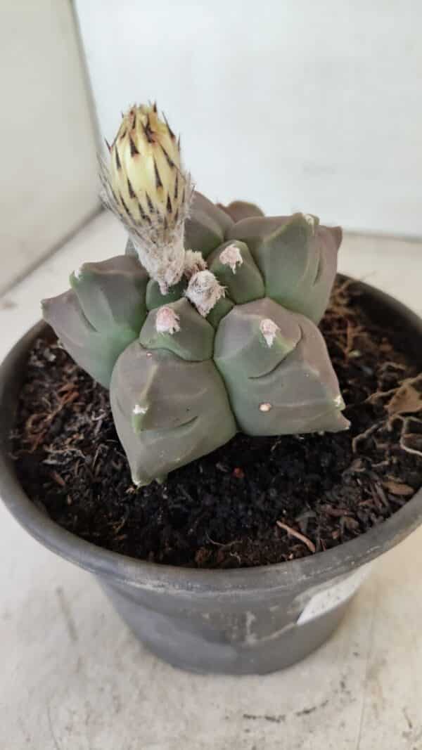 ASTROPHYTUM cv KIKKO "Bicéfalo"  Nº 1031 – vaso 15 - Imagem 5
