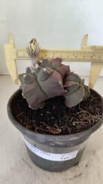 ASTROPHYTUM cv KIKKO "Bicéfalo"  Nº 1031 – vaso 15