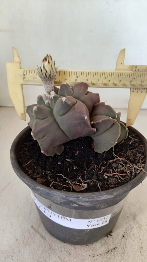 ASTROPHYTUM cv KIKKO "Bicéfalo"  Nº 1031 – vaso 15 - Imagem 1