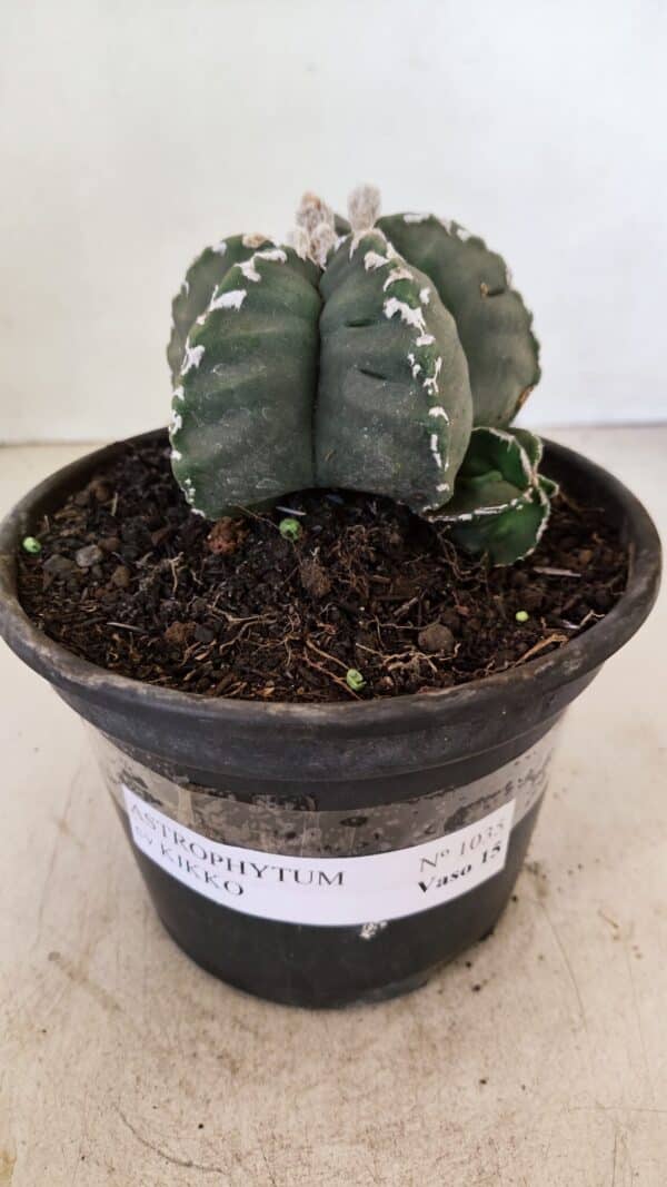ASTROPHYTUM cv KIKKO Nº 1035 – vaso 15 - Imagem 2