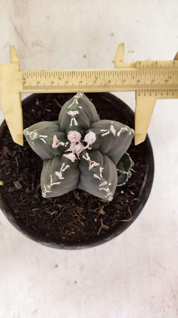 ASTROPHYTUM cv KIKKO Nº 1035 – vaso 15 - Imagem 1