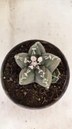 ASTROPHYTUM cv KIKKO Nº 1035 – vaso 15 - Imagem 8