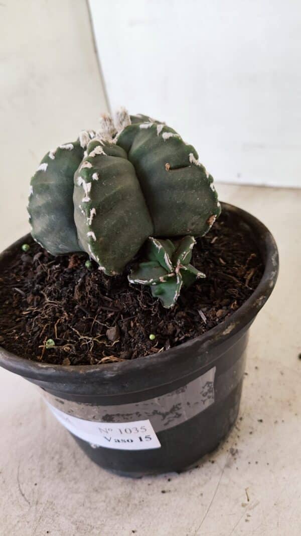 ASTROPHYTUM cv KIKKO Nº 1035 – vaso 15 - Imagem 11