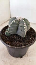 ASTROPHYTUM cv KIKKO Nº 1035 – vaso 15 - Imagem 10