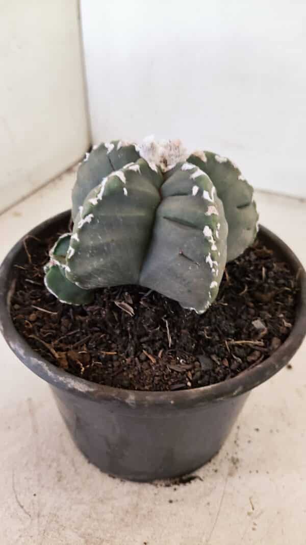 ASTROPHYTUM cv KIKKO Nº 1035 – vaso 15 - Imagem 10