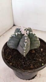 ASTROPHYTUM cv KIKKO Nº 1035 – vaso 15 - Imagem 9
