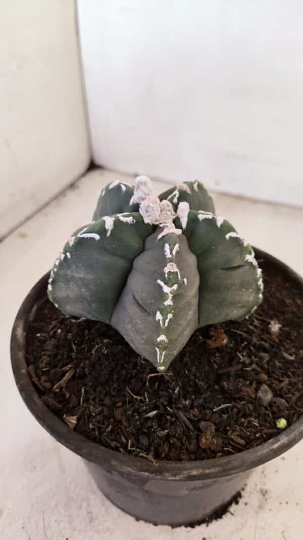 ASTROPHYTUM cv KIKKO Nº 1035 – vaso 15 - Imagem 9